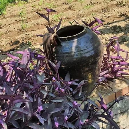 Сasa de vacaciones Casa Al Mare Capri