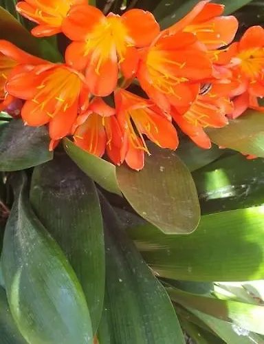 Casa Al Mare קאפרי