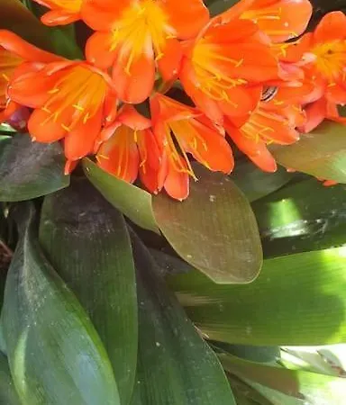 Casa Al Mare كابري